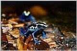 Blue poison dart frog