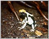 Re: Blue poison dart frog