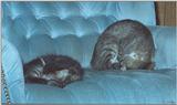 Cats: Just want to hide and make it go away?