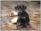 RE: Dog Pics/Dobermans