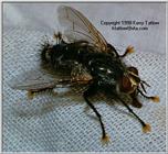 Dipteran As Big As Your Fist.JPG - ktatlow@xta.com