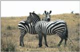 Zebras