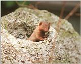 Frankfurt Zoo mongoose cooties #2 - and I have finally put the Coolscan pix up