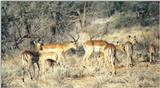 (P:\Africa\Antelope) Dn-a0002.jpg (1/1) (108 K)