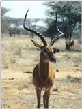 (P:\Africa\Antelope) Dn-a0005.jpg (1/1) (60 K)