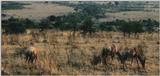 (P:\Africa\Antelope) Dn-a0014.jpg (Topis)