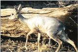 (P:\Africa\Antelope) Dn-a0017.jpg (1/1) (119 K)