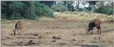 (P:\Africa\Antelope) Dn-a0018.jpg (1/1) (83 K)