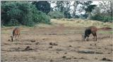 (P:\Africa\Antelope) Dn-a0020.jpg (1/1) (113 K)