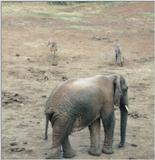 (P:\Africa\Antelope) Dn-a0022.jpg (1/1) (90 K)