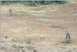 (P:\Africa\Antelope) Dn-a0025.jpg (1/1) (106 K)