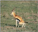 (P:\Africa\Antelope) Dn-a0031.jpg (Thomson's Gazelle)