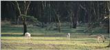 (P:\Africa\Antelope) Dn-a0032.jpg (1/1) (76 K)