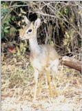 (P:\Africa\Antelope) Dn-a0033.jpg (Dik-dik Antelope)