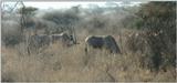 (P:\Africa\Antelope) Dn-a0034.jpg (1/1) (63 K)
