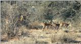 (P:\Africa\Antelope) Dn-a0035.jpg (1/1) (145 K)