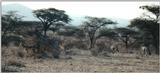 (P:\Africa\Antelope) Dn-a0037.jpg (Grant's Gazelles and Arabian Oryxes)