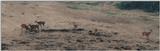 (P:\Africa\Ark) Dn-a0040.jpg (0/1) (52 K)