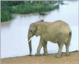 (P:\Africa\Ark) Dn-a0041.jpg (1/1) (88 K)