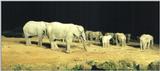 (P:\Africa\Ark) Dn-a0043.jpg (1/1) (69 K)