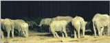(P:\Africa\Ark) Dn-a0044.jpg (1/1) (59 K)