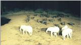(P:\Africa\Ark) Dn-a0049.jpg (1/1) (80 K)
