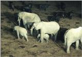 (P:\Africa\Ark) Dn-a0050.jpg (1/1) (110 K)
