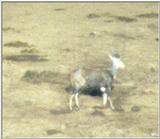 (P:\Africa\Ark) Dn-a0051.jpg (1/1) (27 K)