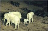 (P:\Africa\Ark) Dn-a0052.jpg (1/1) (102 K)