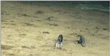 (P:\Africa\Ark) Dn-a0053.jpg (1/1) (74 K)