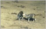(P:\Africa\Ark) Dn-a0054.jpg (1/1) (25 K)