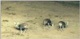 (P:\Africa\Ark) Dn-a0055.jpg (1/1) (39 K)