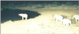 (P:\Africa\Ark) Dn-a0056.jpg (1/1) (49 K)