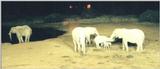 (P:\Africa\Ark) Dn-a0057.jpg (1/1) (56 K)