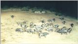 (P:\Africa\Ark) Dn-a0058.jpg (1/1) (76 K)