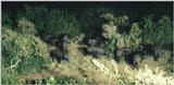 (P:\Africa\Ark) Dn-a0060.jpg (1/1) (99 K)
