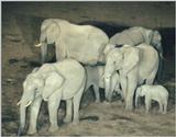 (P:\Africa\Ark) Dn-a0061.jpg (1/1) (102 K)