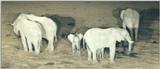 (P:\Africa\Ark) Dn-a0062.jpg (1/1) (58 K)