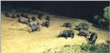 (P:\Africa\Ark) Dn-a0063.jpg (1/1) (78 K)