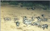 (P:\Africa\Ark) Dn-a0064.jpg (1/1) (97 K)