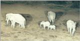 (P:\Africa\Ark) Dn-a0066.jpg (1/1) (71 K)