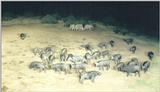 (P:\Africa\Ark) Dn-a0067.jpg (1/1) (79 K)
