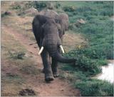 (P:\Africa\Ark) Dn-a0068.jpg (1/1) (113 K)