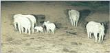 (P:\Africa\Ark) Dn-a0069.jpg (1/1) (68 K)