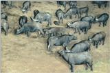 (P:\Africa\Ark) Dn-a0070.jpg (1/1) (113 K)