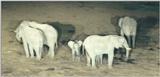 (P:\Africa\Ark) Dn-a0071.jpg (1/1) (66 K)