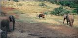 (P:\Africa\Ark) Dn-a0073.jpg (1/1) (75 K)