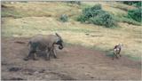 (P:\Africa\Ark) Dn-a0075.jpg (1/1) (82 K)