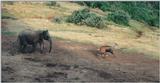 (P:\Africa\Ark) Dn-a0076.jpg (1/1) (90 K)