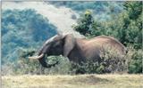 (P:\Africa\Ark) Dn-a0078.jpg (1/1) (92 K)